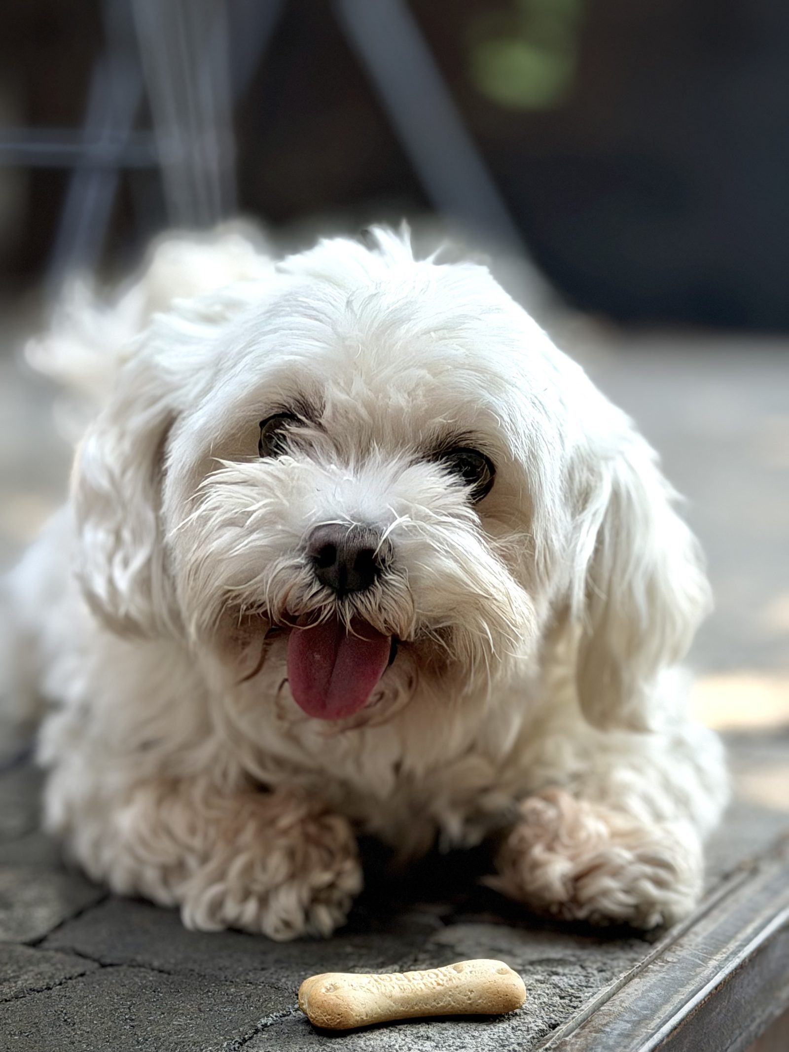 White Lhasa Apso Dog with a Bone Treat