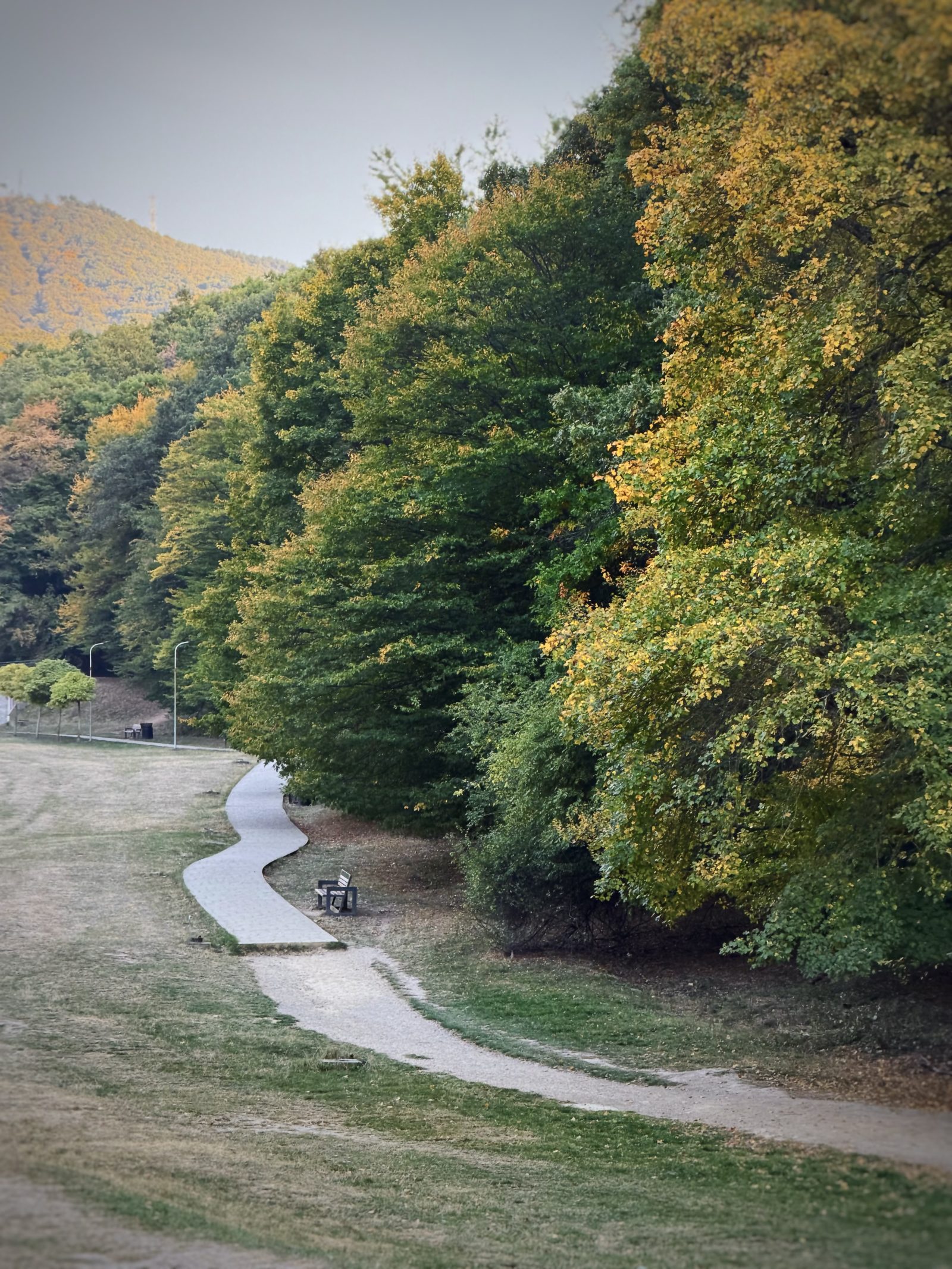 Winding Path Past Autumn Trees in a Park