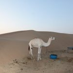 Enjoy a Camel Desert Safari